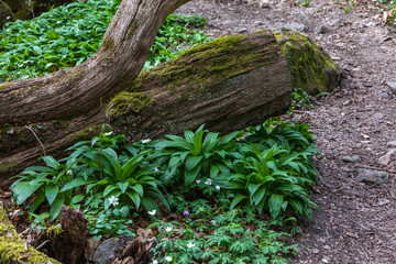 tree trunk with wild garlic