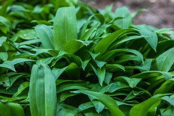 detail of the leafes of wild garlic