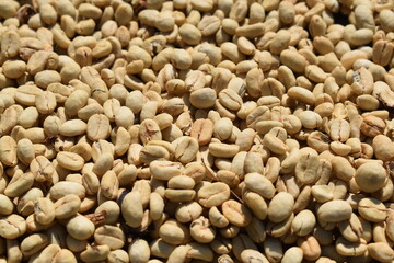 Semillas y fruto del café