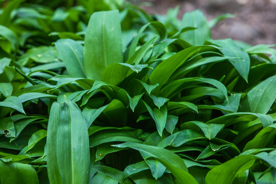 detail of the leafes of wild garlic