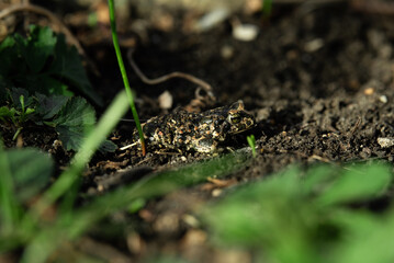 frog in the grass