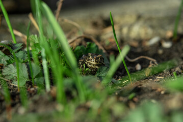 frog in the grass