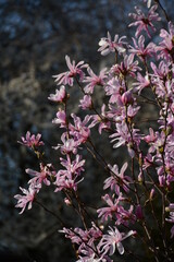Pink magnolia flowers bloom in spring against a blue sky