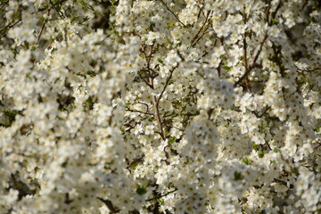 Large cherry plum tree with small white flowers