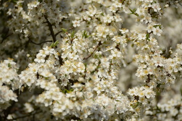 A lush tree of flowering cherry plums strewn with white flowers
