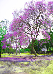 violet jacaranda trees in forest park