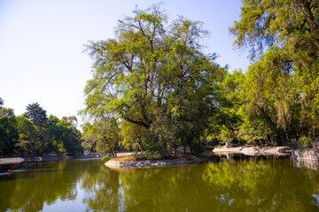 Fototapeta na wymiar lake with vegetation in the forest park