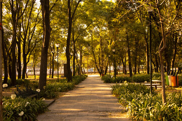 urban park with trees and plants