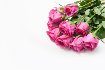 Abstract background with pink flowers roses on a white background