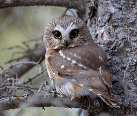 A Northern Saw-whet Owl	after a successful hunt.