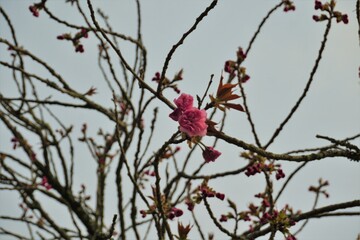 小柄で可愛い桜の花