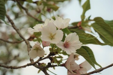 白い桜の花のアップ