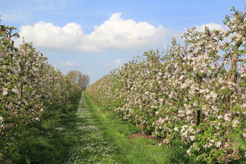 Fototapeta na wymiar rows of apple trees with white and pink blossom in an orchard in springtime in holland