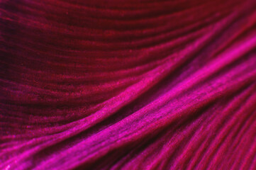Fototapeta na wymiar Extreme macro Bright close-up of a flower petal in pink. Abstract flower petal texture background.