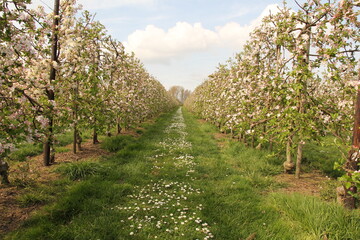 Fototapeta na wymiar two rows of apple trees with pink blossom in an orchard in the netherlands in springtime
