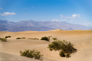 Bushes at the Mesquite Flat Sand Dunes in Death Valley. Blue sky