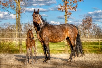A week old dark brown foal stands outside in the sun with her mother. mare with red halter. Warmblood, KWPN dressage horse. animal themes, newborn