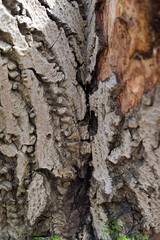 Naturfotografie - Baumstamm