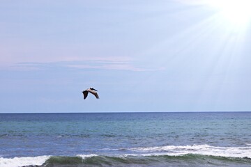 Meer und Pelikan in Costa Rica 