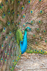 Fototapeta premium Cartagena, Colombia