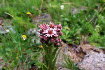 fleurs de montagne