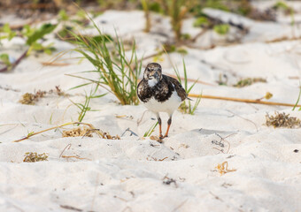Primer plano de un pájaro Ruddy Turnstone en la orilla del mar