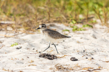 Primer plano de un pájaro Ruddy Turnstone en la orilla del mar