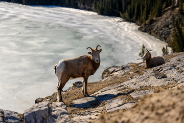 Bighorn sheep (Ovis canadensis) in Jasper National Park, Alberta, Canada