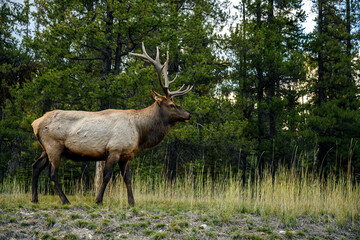 Wild Elk or also known as Wapiti (Cervus canadensis) in Jasper National Park, Alberta, Canada