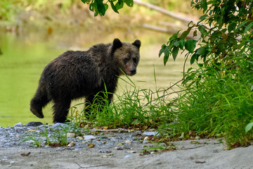A grizzly cub (Ursus arctos horribilis) walking by the Atnarko River in coastal British Columbia at...