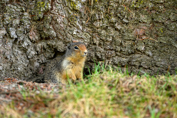 Naklejka na ściany i meble Columbian ground squirrel (Urocitellus columbianus) standing at the entrance of its burrow in Ernest Calloway Manning Park, British Columbia, Canada.
