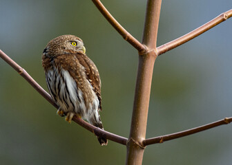 Northern pygmy owl (Glaucidium californicum) perching on a branch in British Columbia