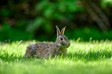 Close-up photo with copy space of an eastern cottontail rabbit (Sylvilagus floridanus) in British Columbia, Canada