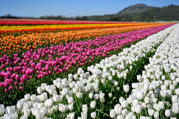 Vibrant photo of a bright colorful tulip field