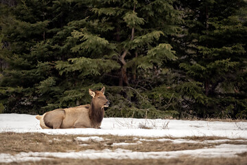 Wild Elk or also known as Wapiti (Cervus canadensis) in Jasper National Park, Alberta, Canada