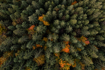 Naklejka na ściany i meble Aerial view of beautiful forest on autumn day
