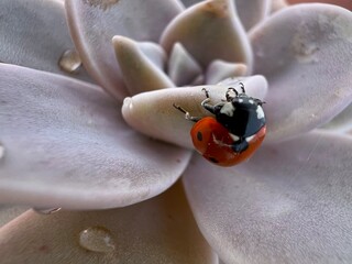 ladybug upside down on succulent plant closeup