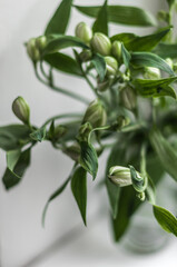 Bouquet of white lilies with unblown buds in a glass vase on the windowsill top view.
