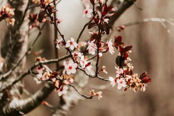 Pink blossoms on a branch