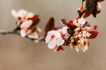 Pink blossoms