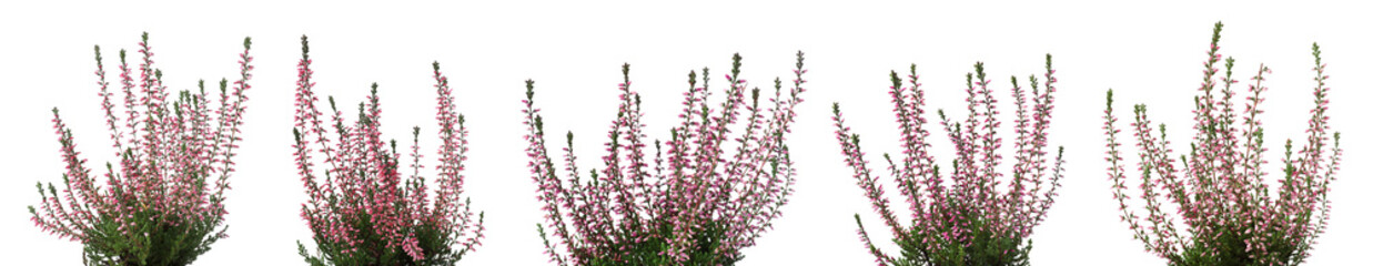Heathers with beautiful flowers on white background, collage. Banner design