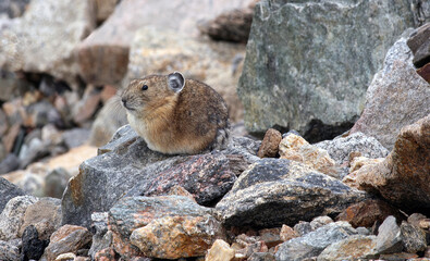 Naklejka na ściany i meble Pika sitting among rock, Rocky Mountain National Park, Colorado USA 