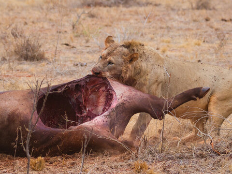 Lion with big prey