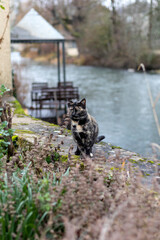 Black and brown cat on the bank of little river