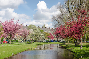 Rotterdam, The Netherlands, April 14, 2022:view along Statensingel canal in Blijdorp neighbourhood with green slopes and varies species of blossoming trees