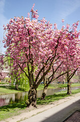 Rotterdam, The Netherlands, April 14, 2022: three Japanese cherry trees (prunus serrulata) on a sunny day in spring along Statensingel canal in Blijdorp neighbourhood