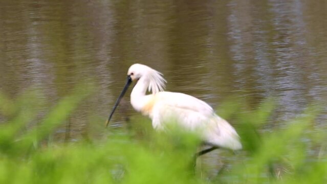 Eurasian spoonbill (Platalea leucorodia) at the marshes of Do&ntilde;ana National Park