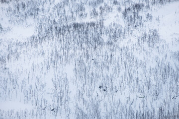 Dry forest on snow covered hill