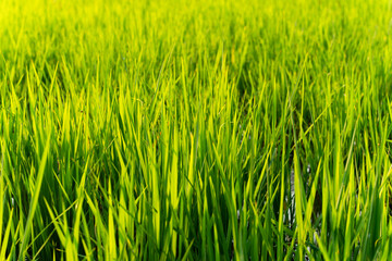 Rice paddy field with green leaf growing in plantation