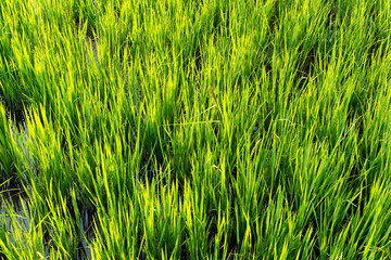 Rice paddy field with green leaf growing in plantation